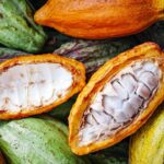 Cientistas descobrem quatro novas linhagens de cacau no Peru