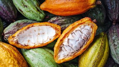 Cientistas descobrem quatro novas linhagens de cacau no Peru