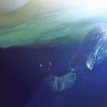 Registros surpreendem com mãe foca ensinando filhote a nadar