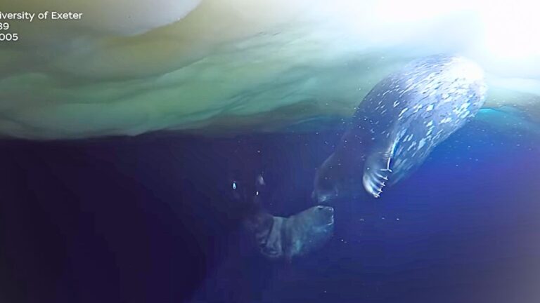 Registros surpreendem com mãe foca ensinando filhote a nadar