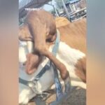Pata na cabeça? Vaca com malformação congênita chama atenção na Índia