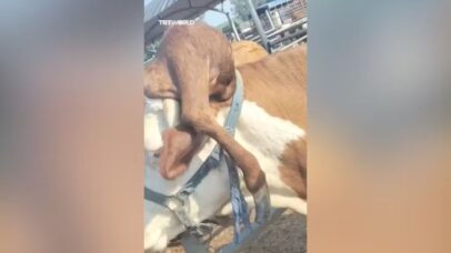 Pata na cabeça? Vaca com malformação congênita chama atenção na Índia