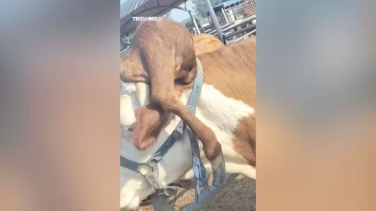 Pata na cabeça? Vaca com malformação congênita chama atenção na Índia