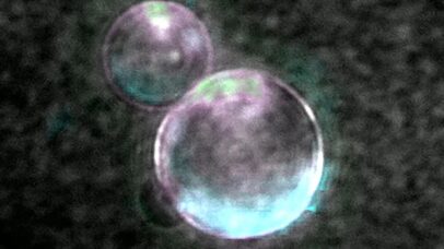 Cientistas criam células sintéticas capazes de se alimentar e se reproduzir
