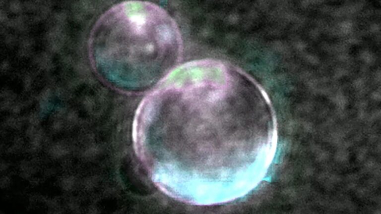 Cientistas criam células sintéticas capazes de se alimentar e se reproduzir