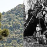 Entenda como as florestas do sul e sudeste do Brasil foram moldadas pelos indígenas