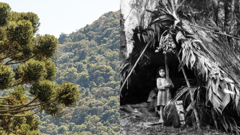 Entenda como as florestas do sul e sudeste do Brasil foram moldadas pelos indígenas