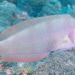 Entenda como pesca pode estar mudando espécie de peixe a nível molecular