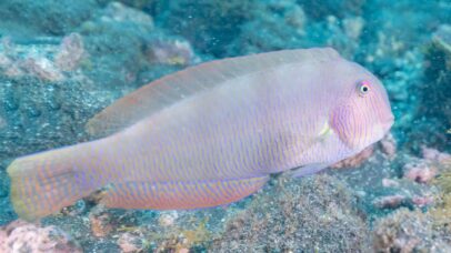 Entenda como pesca pode estar mudando espécie de peixe a nível molecular