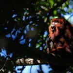 Extintos desde a colônia, bugios-ruivos voltam à florestas brasileiras