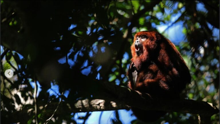 Extintos desde a colônia, bugios-ruivos voltam à florestas brasileiras