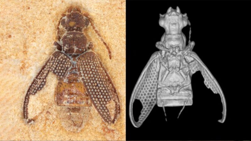 Tomografia revelou fóssil de besouros que viveu no Brasil há 113 milhões de anos