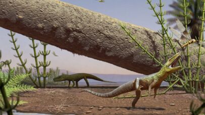 Fóssil de réptil encontrado no Brasil explica evolução entre crocodilos e dinossauros