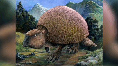 Fóssil de gliptodonte gigante encontrado na Patagônia surpreende pesquisadores