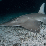 Peixe-guitarra luta para escapar da extinção em Gana