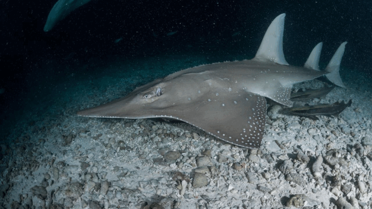 Peixe-guitarra luta para escapar da extinção em Gana