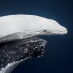 Foto de um dos animais mais raros do mundo ganha prêmio
