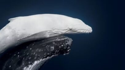 Foto de um dos animais mais raros do mundo ganha prêmio