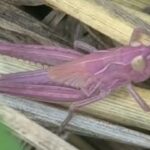 Raros gafanhotos cor-de-rosa são encontrados na Inglaterra