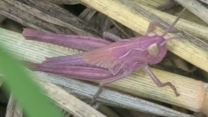 Raros gafanhotos cor-de-rosa são encontrados na Inglaterra