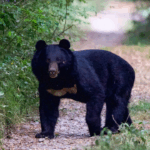 Urso invade casas, saqueia geladeiras e mobiliza autoridades no Japão