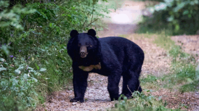 Urso invade casas, saqueia geladeiras e mobiliza autoridades no Japão