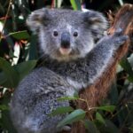 Cientistas congelam óvulos e espermatozoides para salvar coalas na Austrália