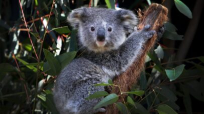 Cientistas congelam óvulos e espermatozoides para salvar coalas na Austrália
