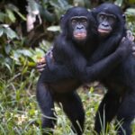 Chimpanzés e bonobos usam abraços e carícias para evitar conflitos, diz estudo