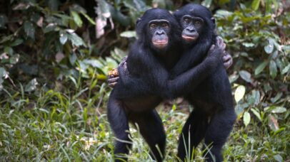Chimpanzés e bonobos usam abraços e carícias para evitar conflitos, diz estudo