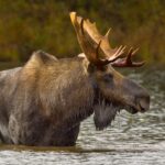 Alces vivem no Colorado há séculos, aponta novo estudo