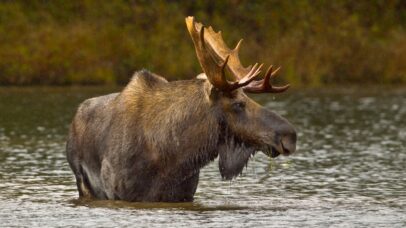 Alces vivem no Colorado há séculos, aponta novo estudo