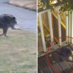 Guaxinim com condição rara assusta moradores de Seattle