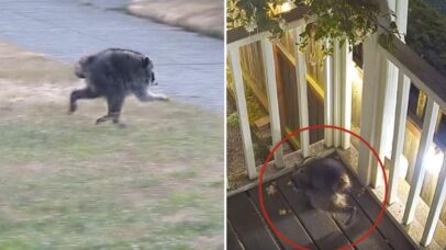Guaxinim com condição rara assusta moradores de Seattle