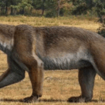 Nova espécie de “cão-urso” é descoberta após 16 milhões de anos