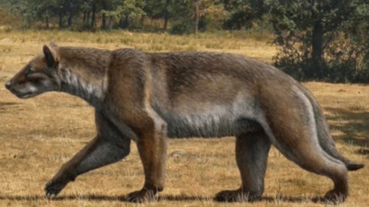 Nova espécie de “cão-urso” é descoberta após 16 milhões de anos