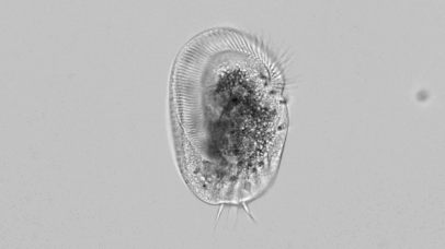 Microrganismo se transforma em gigante canibal e devora seus próprios clones