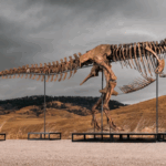 T. rex quase completo será vendido e reacende debate entre ciência e colecionadores