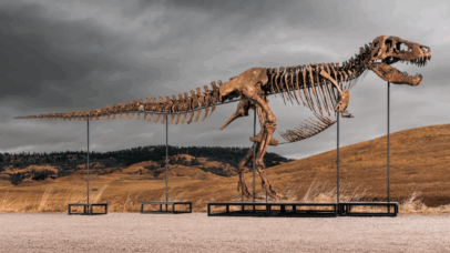 T. rex quase completo será vendido e reacende debate entre ciência e colecionadores