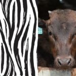 Pintura de zebra em vacas reduz em 50% o ataque de moscas picadoras