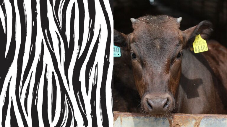 Pintura de zebra em vacas reduz em 50% o ataque de moscas picadoras