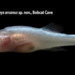 Novo peixe ‘demônio’ tem nome inspirado no Demogorgon