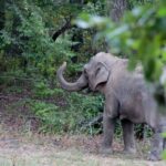 Zoológico do Bronx avalia enviar última elefanta de Nova York para santuário
