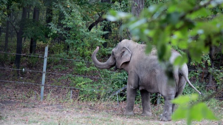 Zoológico do Bronx avalia enviar última elefanta de Nova York para santuário