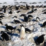 Satélites da Nasa vigiam dieta de pinguins para entender crise no gelo