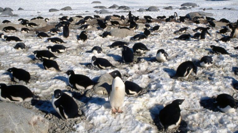 Satélites da Nasa vigiam dieta de pinguins para entender crise no gelo