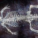 Cientistas revelam ‘primo fofo’ do crocodilo com 125 milhões de anos