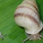 Pequenos caracóis arbóreos fazem retorno histórico após 40 anos
