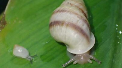 Pequenos caracóis arbóreos fazem retorno histórico após 40 anos