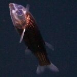 Espécie rara de peixe-barril é registrada pela primeira vez no fundo do Atlântico